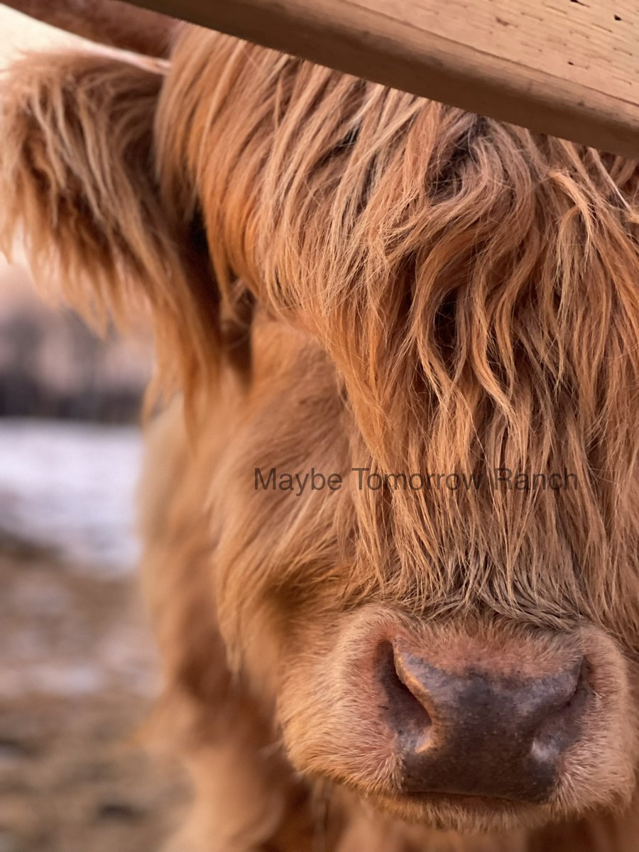 mthranch's tweet photo. Joyce
#maybetomorrowranch #alberta #albertacattle #highlandheifer #farm #highlands #offgridfarming https://t.co/7Xr2op6zkA