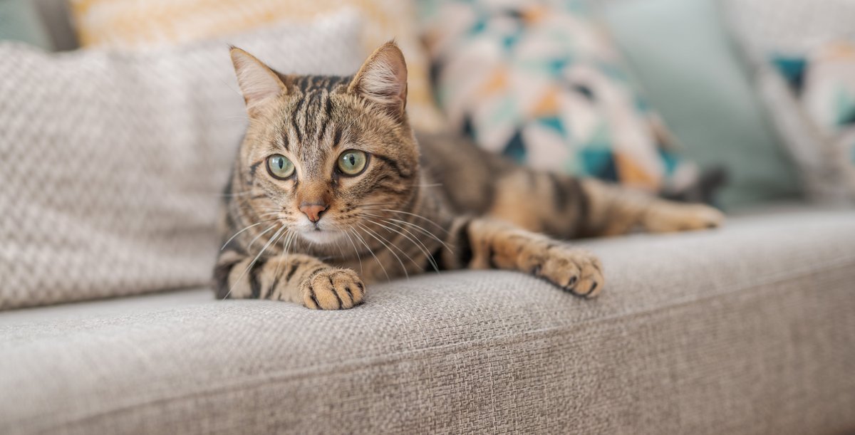 Hairballs are the unsavory by-product of a normal habit. As your cat grooms itself, it swallows a lot of loose hair. A large clump of ingested hair can block a cat's intestinal tract and presents a potential threat.

Click the link to learn more. ⬇️

hubs.la/Q02hSnjV0