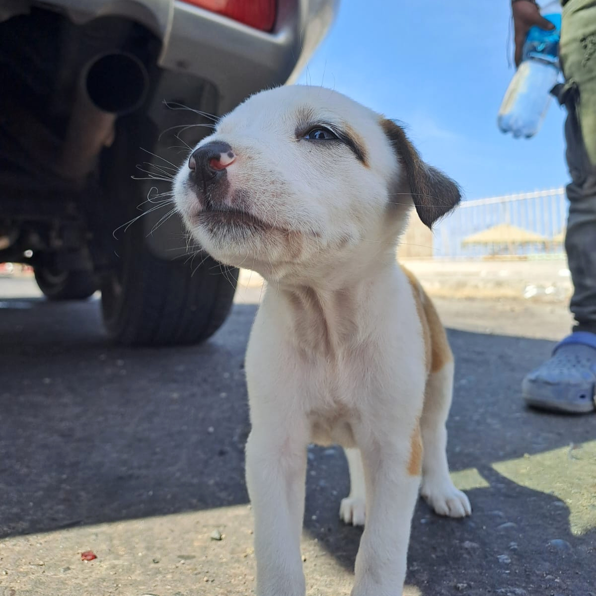 ACNURPeru's tweet photo. Los vínculos entre #refugiados y sus mascotas son inquebrantables.

En la frontera de Tacna, al sur del Perú, conocimos a esta cachorra y su dueño, quienes viajan largas distancias en busca de un futuro mejor. 💙🐾 

#RefugiadosConMascotas https://t.co/pb2hJASRrH