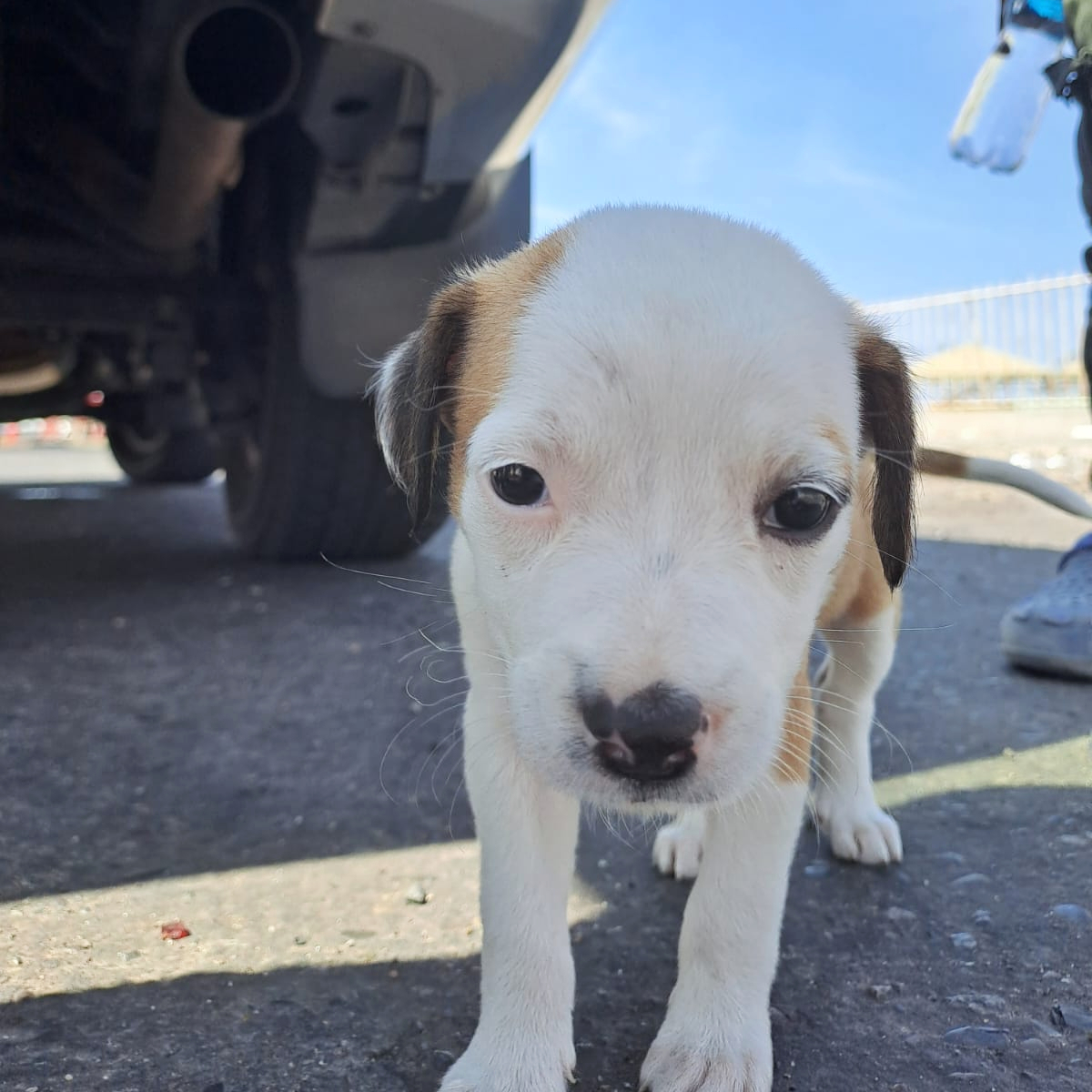 ACNURPeru's tweet photo. Los vínculos entre #refugiados y sus mascotas son inquebrantables.

En la frontera de Tacna, al sur del Perú, conocimos a esta cachorra y su dueño, quienes viajan largas distancias en busca de un futuro mejor. 💙🐾 

#RefugiadosConMascotas https://t.co/pb2hJASRrH