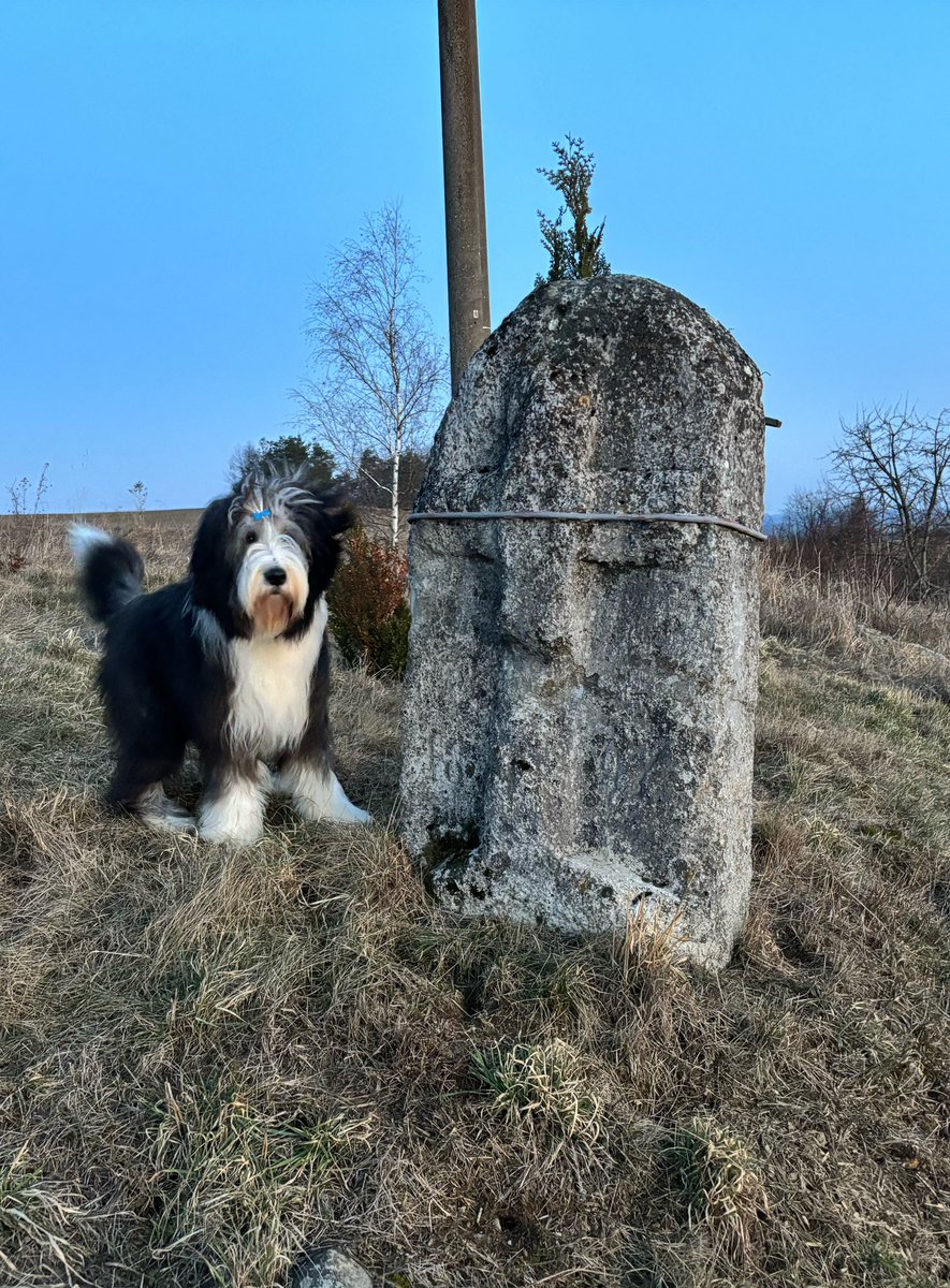 Vycházka cestou z práce. 🥰 #beardedcollie