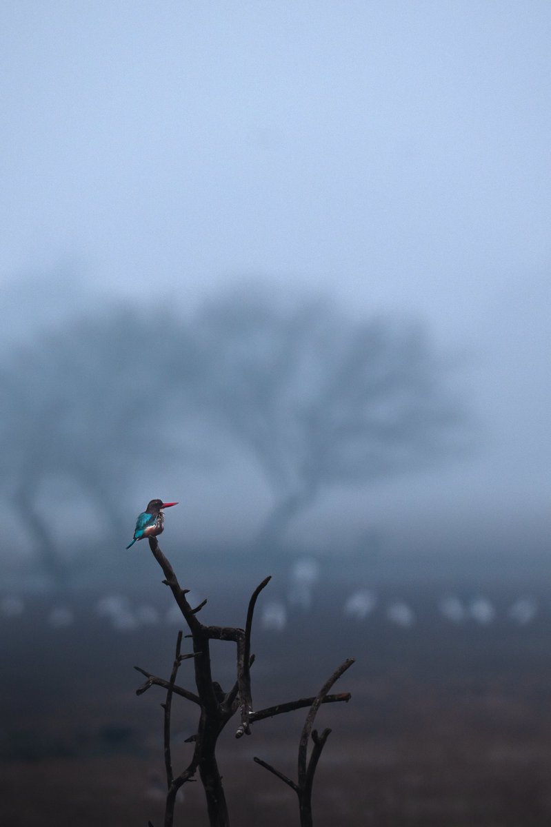 Subhash Nair tweet media