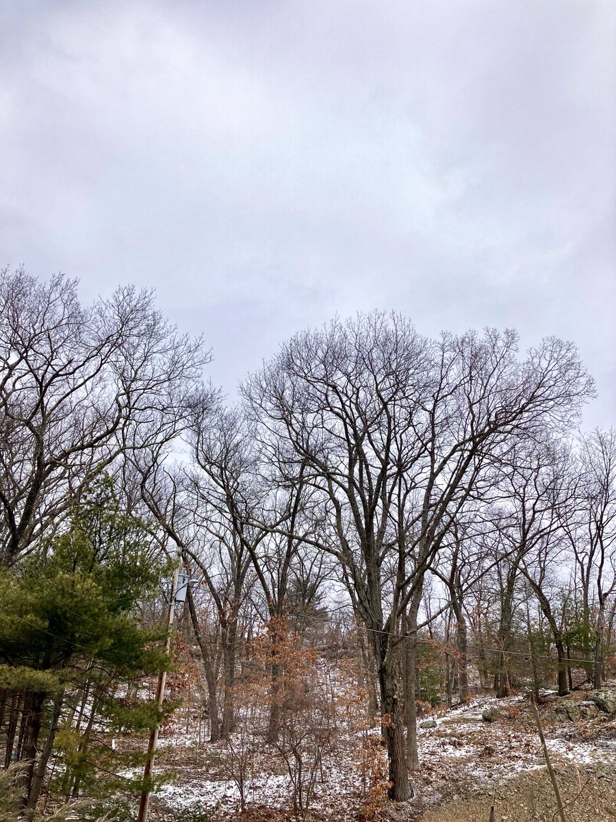 Allone34789's tweet photo. #NaturePhotography
#Naturephotography
#photography #Photography
#nature #naturelovers
#tree #birds
#leaf #outside #seasons
#January #naturesbeauty
#winter #cloudyTuesday https://t.co/OFqnsYcNPH