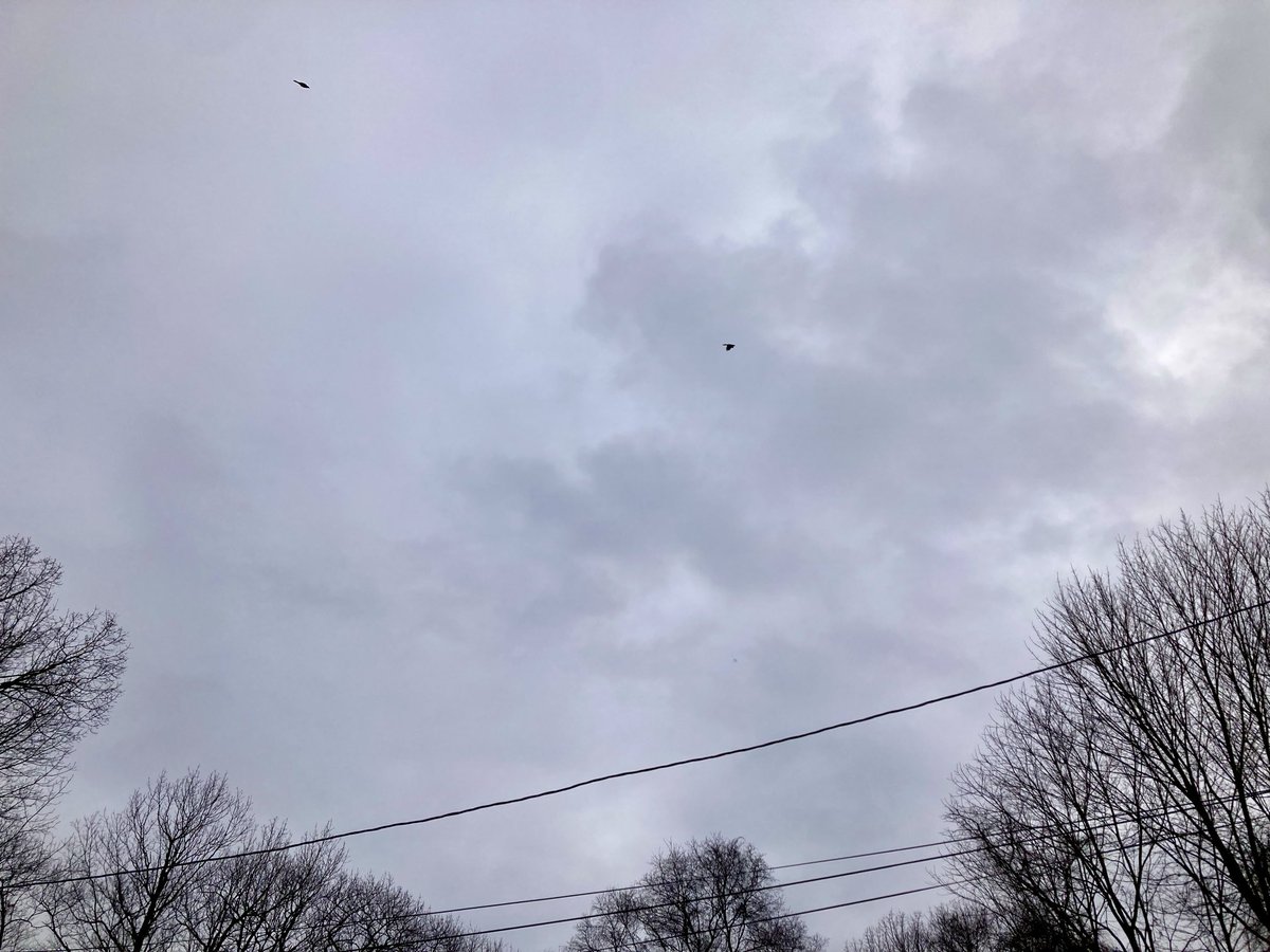 Allone34789's tweet photo. #NaturePhotography
#Naturephotography
#photography #Photography
#nature #naturelovers
#tree #birds
#leaf #outside #seasons
#January #naturesbeauty
#winter #cloudyTuesday https://t.co/OFqnsYcNPH