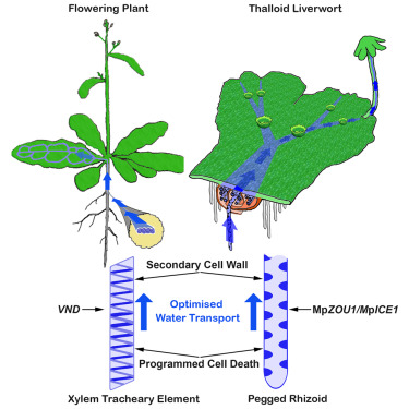 Sebastian Schornack (@dromius) on Twitter photo Convergent evolution of water-conducting cells in Marchantia recruited the ZHOUPI gene promoting cell wall reinforcement and programmed cell death
doi.org/10.1016/j.cub.…
Nice work led by <a href="/JustinGoodric15/">Justin Goodrich</a> now available post-peer review. Convergent evolution of water-conducting cells in Marchantia recruited the ZHOUPI gene promoting cell wall reinforcement and programmed cell death
doi.org/10.1016/j.cub.…
Nice work led by <a href="/JustinGoodric15/">Justin Goodrich</a> now available post-peer review.