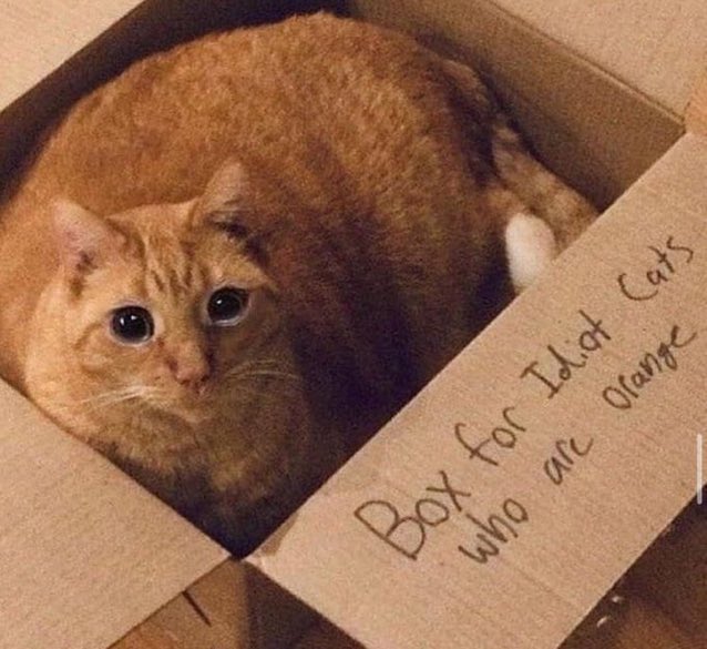CatsInsideBox's tweet image. 