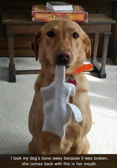 WelcomeDogPack's tweet photo. LOL...too funny.. #dogs #dogsarefamily #welcometothedogpack https://t.co/W0tTT09UD2