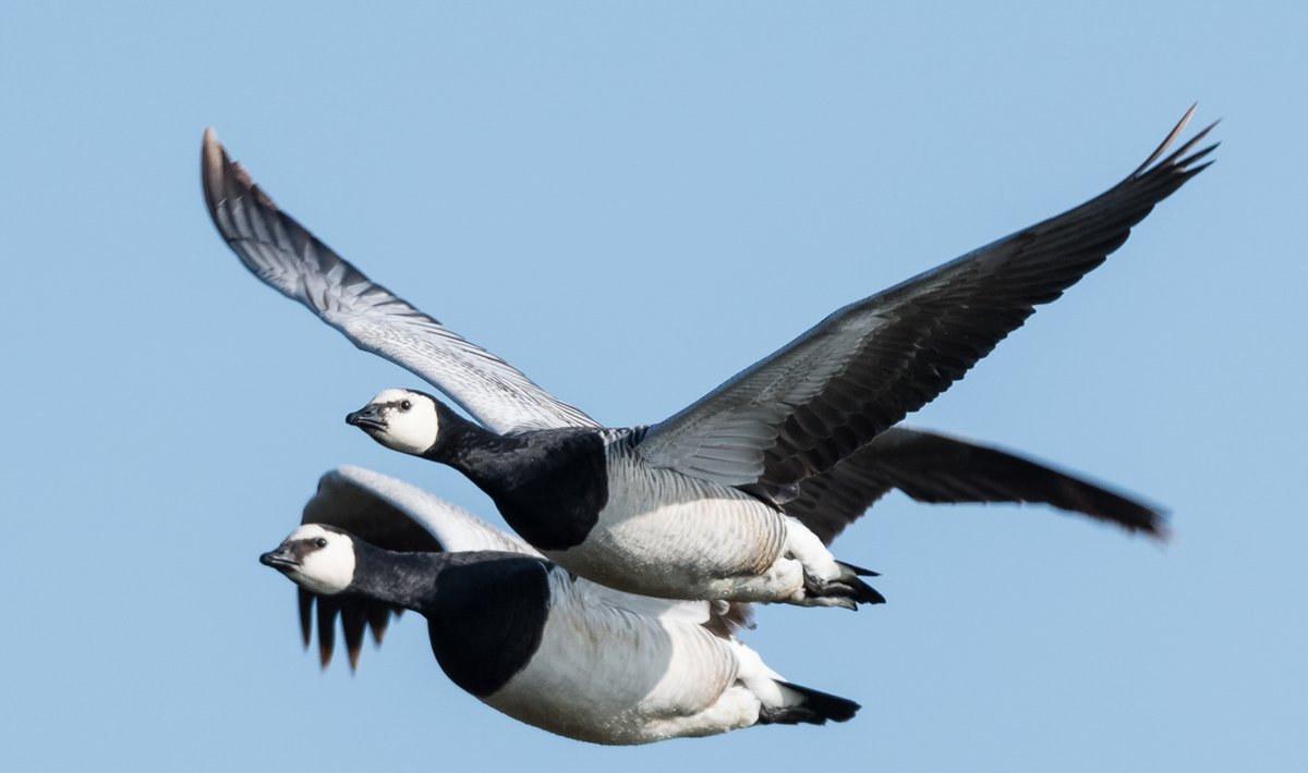 BTO Scotland (@bto_scotland) on Twitter photo BTO are working together with <a href="/RSPBScotland/">RSPB Scotland</a> and Islay's Gaelic College to deliver a winter bird life festival. events.rspb.org.uk/islaybirdlifef… 🧵👇 BTO are working together with <a href="/RSPBScotland/">RSPB Scotland</a> and Islay's Gaelic College to deliver a winter bird life festival. events.rspb.org.uk/islaybirdlifef… 🧵👇