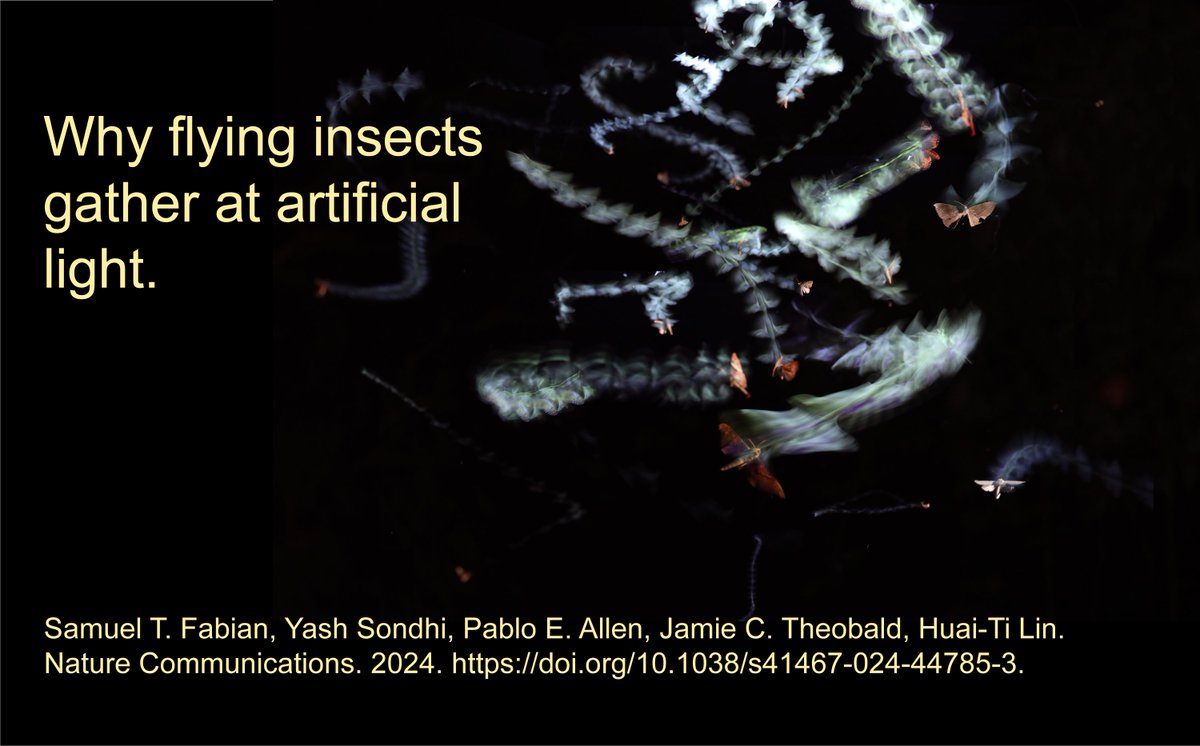 NEW PAPER: Ever wondered why insects fly in all sorts of crazy patterns around lights at night? So did we! We set about recording flying insects to work out what's going on. I'll summarise what we found in this 🧵. Spoiler: We don't think they confuse lights with the moon.