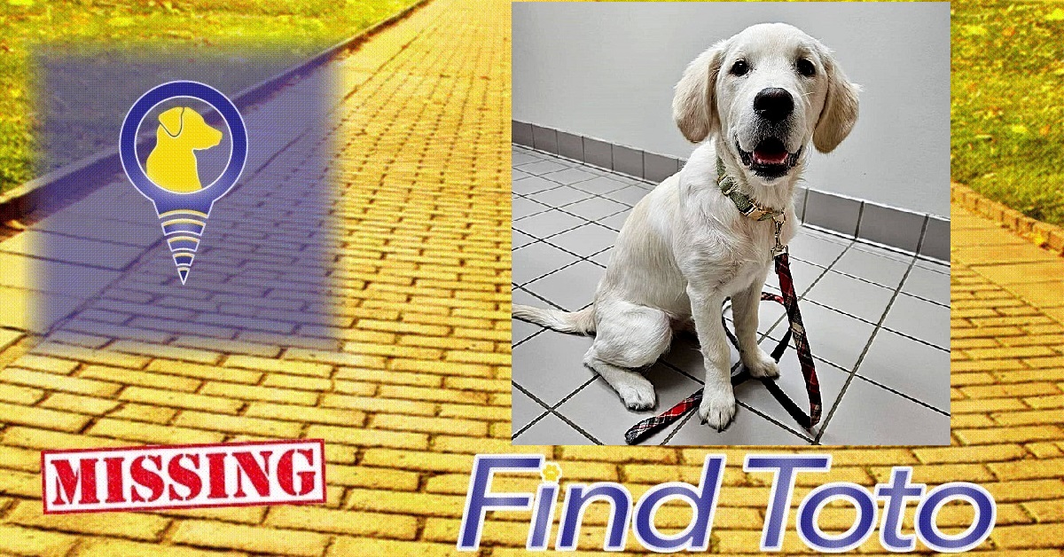 😢#Lost Dog Alert - Lake Elmo, MN!

#Missing near Stillwater Lane N
Luna - White Golden Retriever - 7 Month Old Puppy - Green Collar
#dog #lostdog #missingdog #founddog #LostandFoundPets #lostpet #missingpet
findtoto.com/lost-pet/14404…