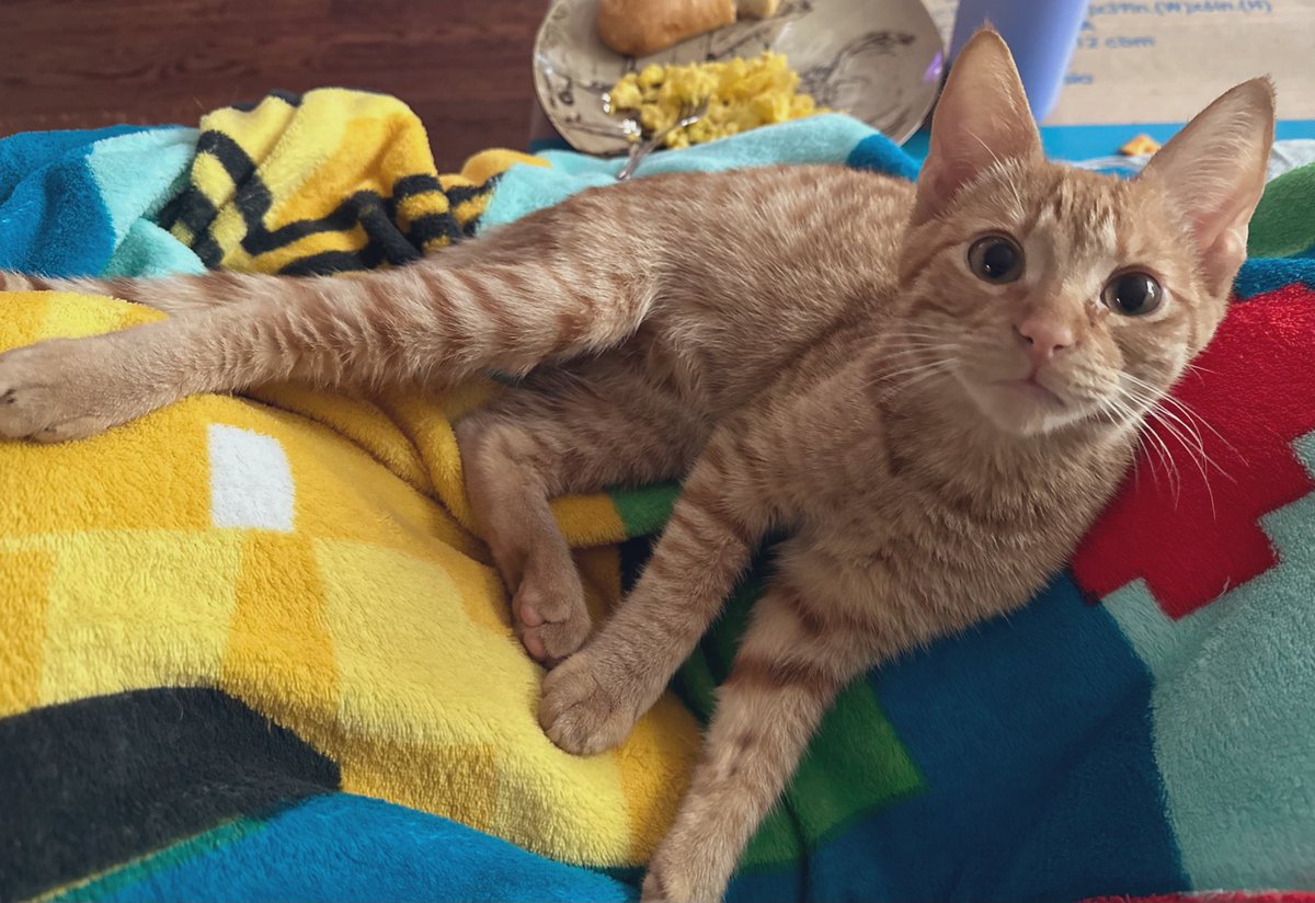 psychofright's tweet photo. I hate to have to do this but I need help. I just got out of my hysterectomy surgery last night and immediately came home to find my kitten lethargic, vomiting w/ diarrhea, dehydrated w/ pale gums, and not eating/moving. His name is Jonsey and he is only 6 months old. 🧵 https://t.co/1EGXGz85Ry