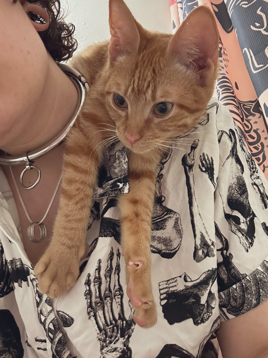 psychofright's tweet photo. I hate to have to do this but I need help. I just got out of my hysterectomy surgery last night and immediately came home to find my kitten lethargic, vomiting w/ diarrhea, dehydrated w/ pale gums, and not eating/moving. His name is Jonsey and he is only 6 months old. 🧵 https://t.co/1EGXGz85Ry
