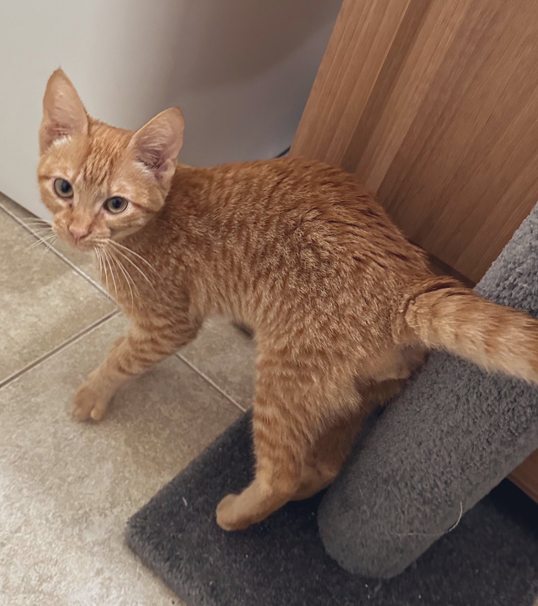psychofright's tweet photo. I hate to have to do this but I need help. I just got out of my hysterectomy surgery last night and immediately came home to find my kitten lethargic, vomiting w/ diarrhea, dehydrated w/ pale gums, and not eating/moving. His name is Jonsey and he is only 6 months old. 🧵 https://t.co/1EGXGz85Ry