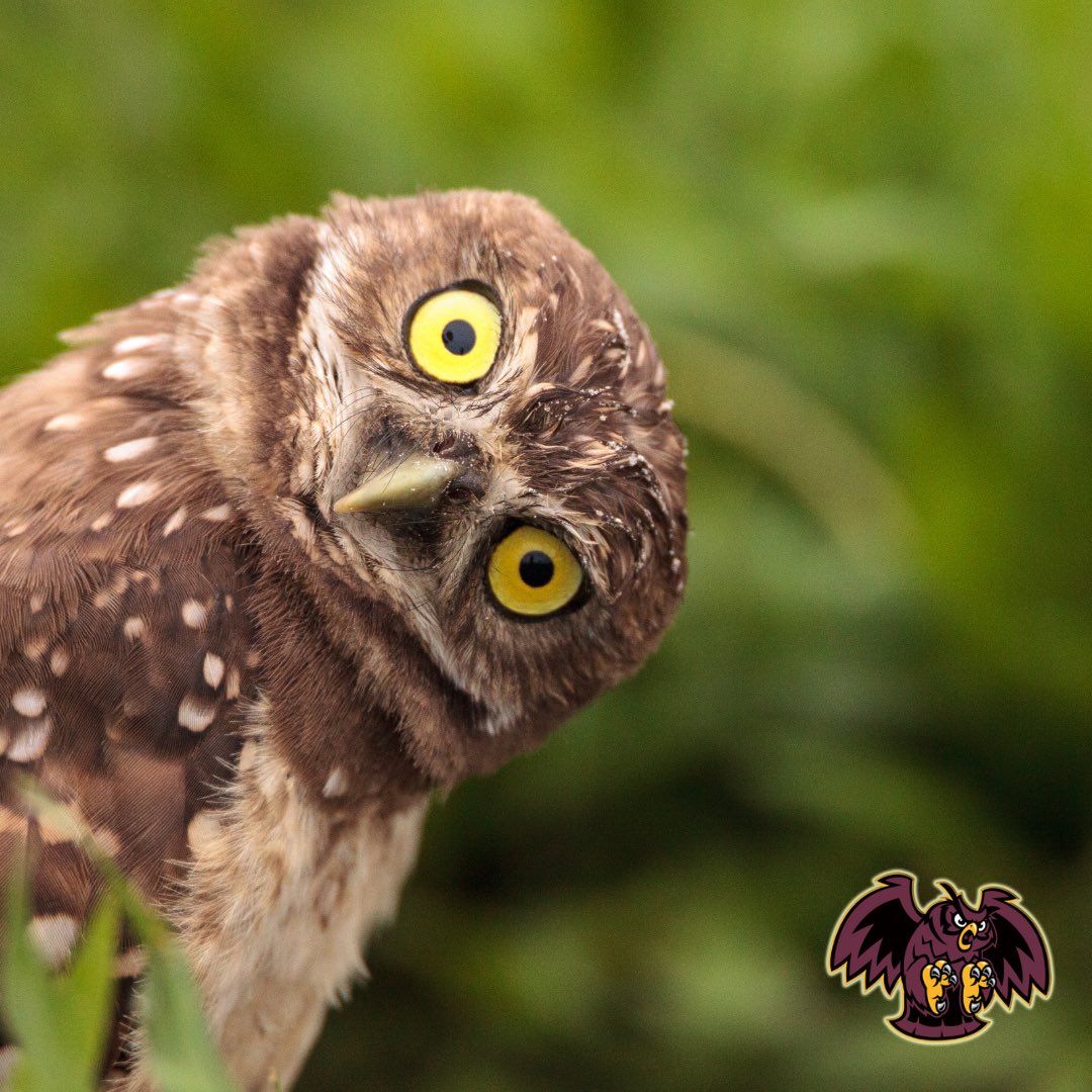 PRHScheer_'s tweet photo. Whooooo’s headed to New Milford tonight?!? Final week of NJIC Mini Meets. 

Performances scheduled for 6pm and 6:40pm. 

#talonsout Park Ridge. 🦉

@PRowlsathletics @ParkRowdies https://t.co/O8g4Mms9bM