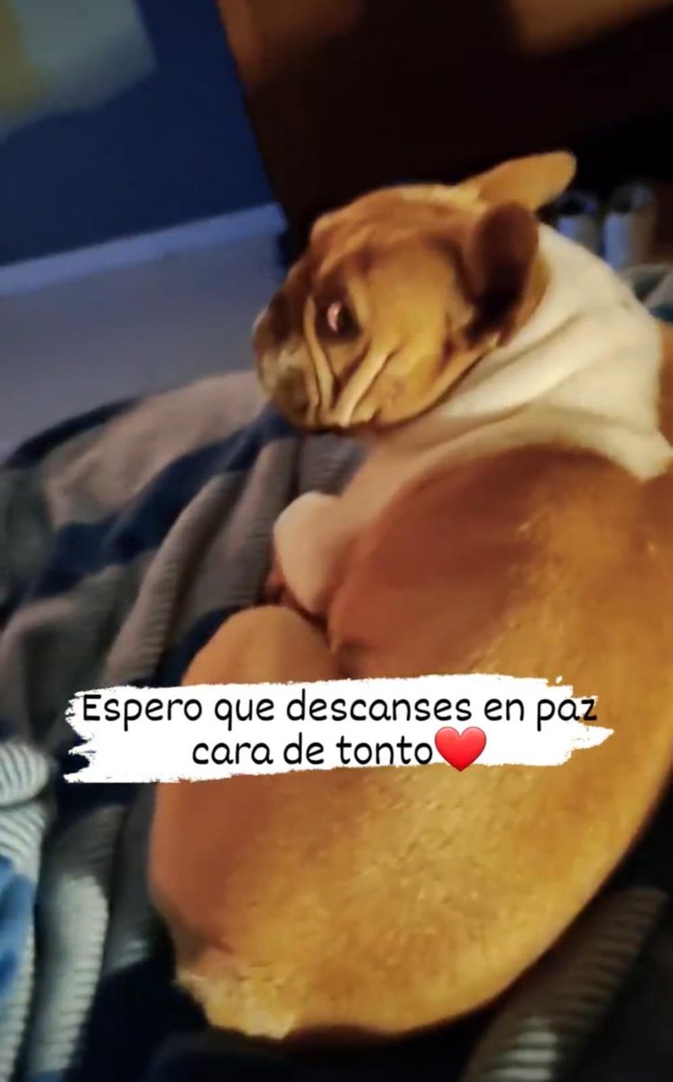 porqueTTarg's tweet photo. "Libre": 

Porque el asesino del perro quedó en libertad por ser menor de edad y fue escrachado en redes sociales. https://t.co/Jb8Wsi2Zdq