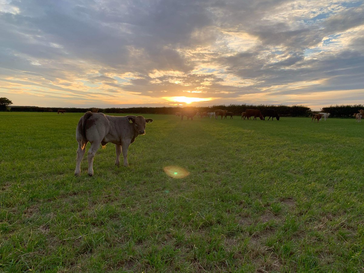 Paragon Farm Vets tweet media