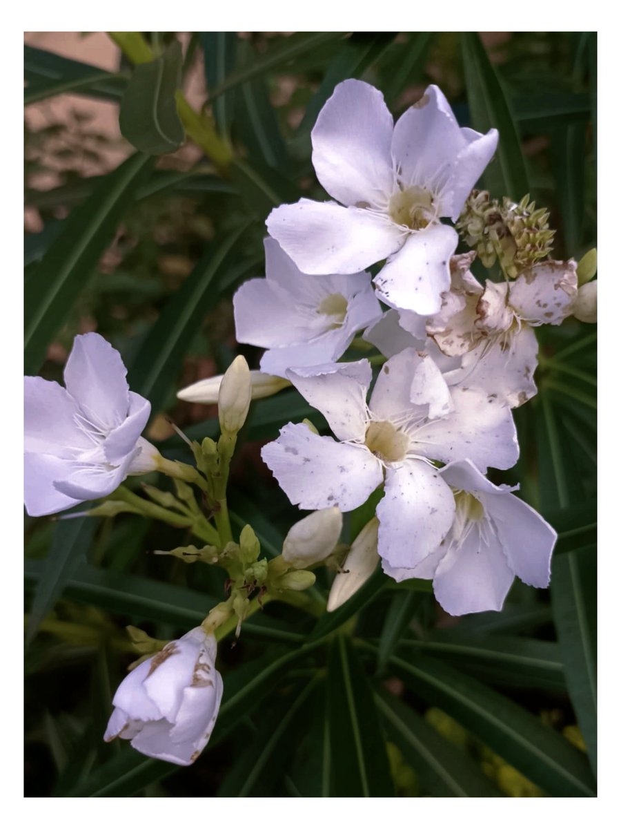 OJMwandemele's tweet photo. Growth
#Outdoors #Growth #Nature #Flower #Inflorescence #FlowerHead https://t.co/LkVUa2Im34