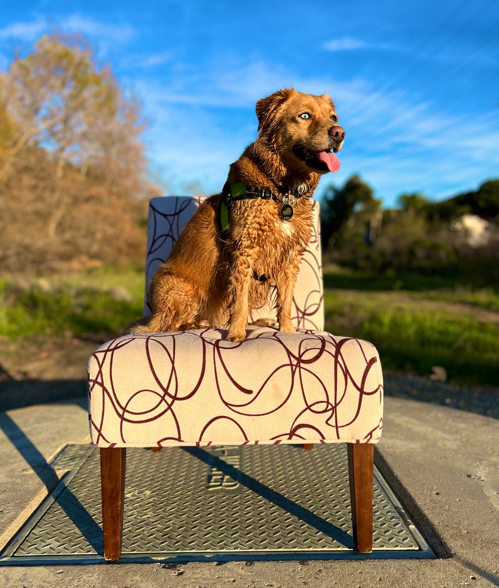 It’s my birthday! I’m 5 years old, but I still feel like a puppy! Celebrating on a cushy throne after a play in the water with frenz and snax! What more could a girl want?
