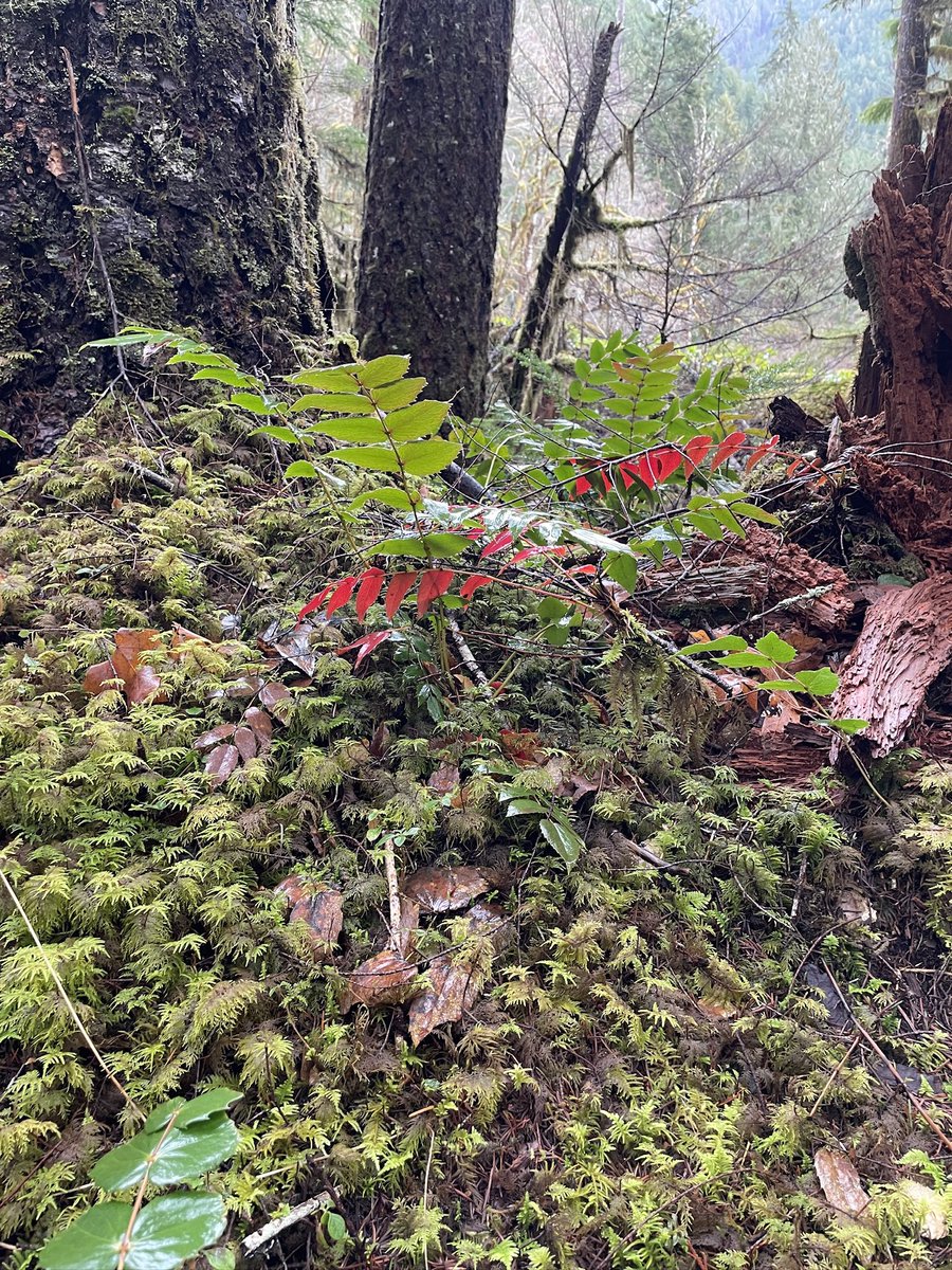 magikalfantasy's tweet image. What’s the most adventurous thing you’ve ever done? For me it was hiking in the Olympic Mts with my kids. #writerfriendschallenge day 30