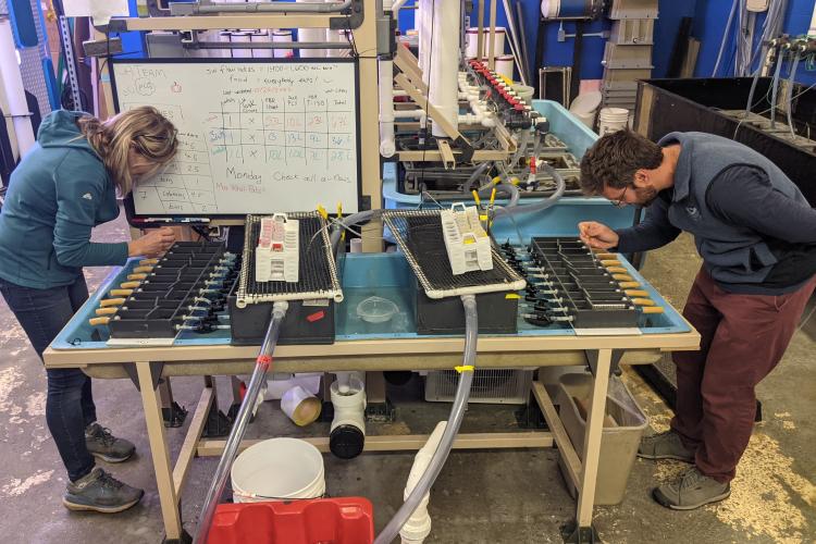 NOAAFish_NEFSC's tweet photo. Postdoc Sam Gurr studies how bay scallops exposed to #OceanAcidification adapts generation to generation. His new blog talks about an amazing early career scientist exchange opportunity he did w/ @FishOceansCAN related to his research: https://t.co/BzWURDu4wL. #NEFSCScience https://t.co/TrJArjmGIN