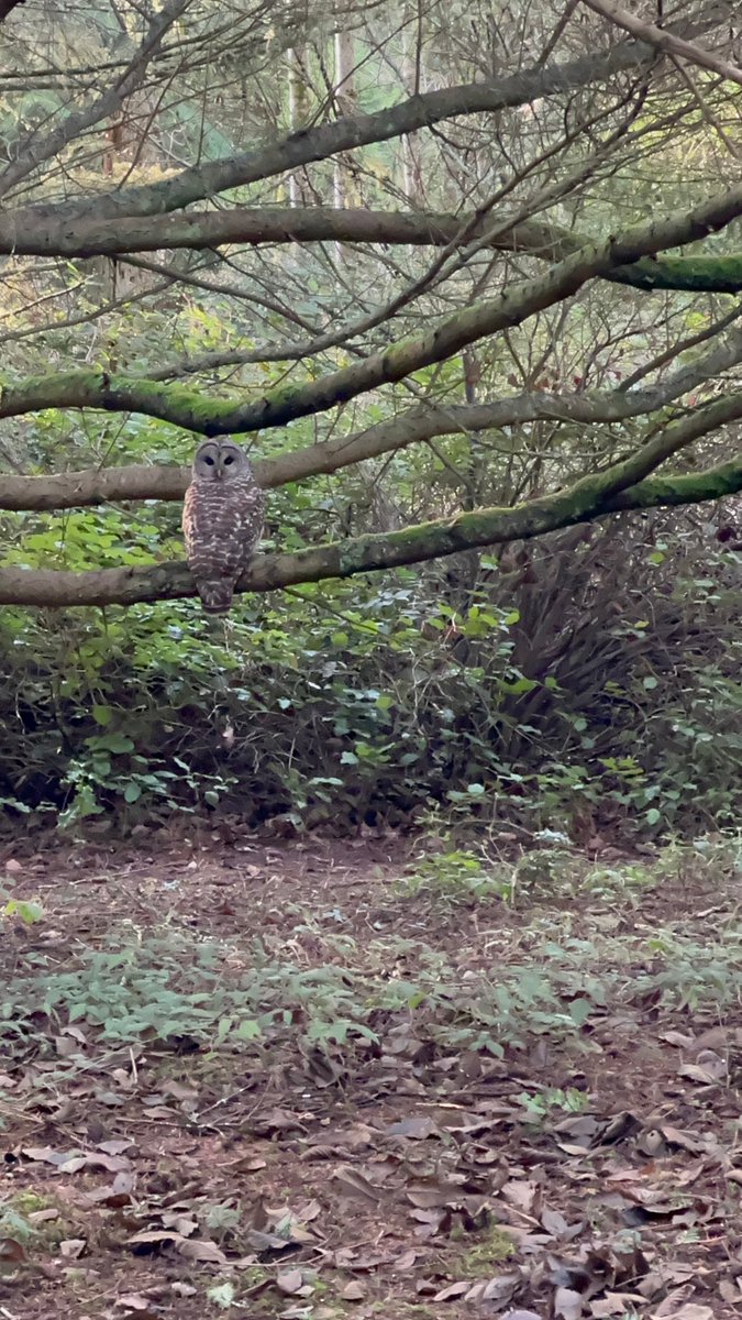 owl you doing
Hedgebrook, 2024
Whitbey Island, WA
