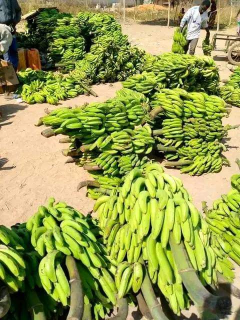 TarabaFacts's tweet photo. Local plantain and banana market in Kwesati, Ussa Local Government Area, Taraba State

📸: Alex Samtsokwa https://t.co/V7EtT5vVbQ
