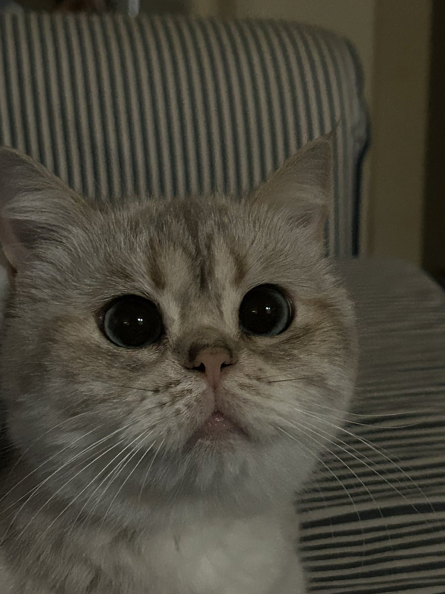 ayadotnet's tweet photo. oomfs please vote for bloogle’s sister ivoogle!!!!! you only need to verify your facebook !!! ivy is one of my favorite cats #IVYNATION https://t.co/Pv2HdyVC6h