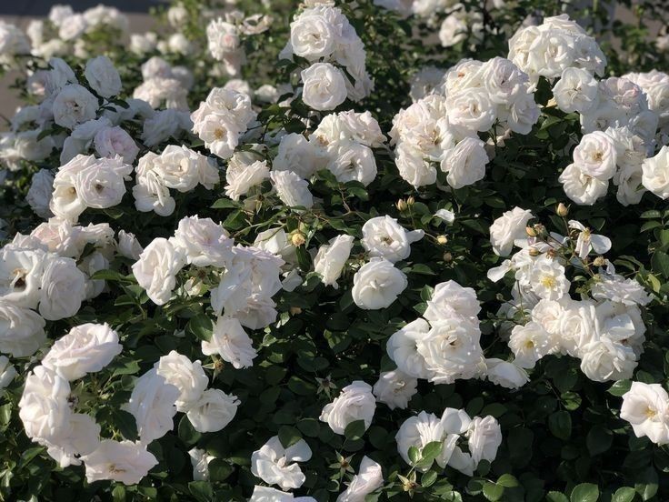 erostiie's tweet photo. As Rosas de Verdade estão florescendo tão bonitas esse ano. Não vejo a hora de distribuí-las 🥹💘 https://t.co/InXNmbq9Sx