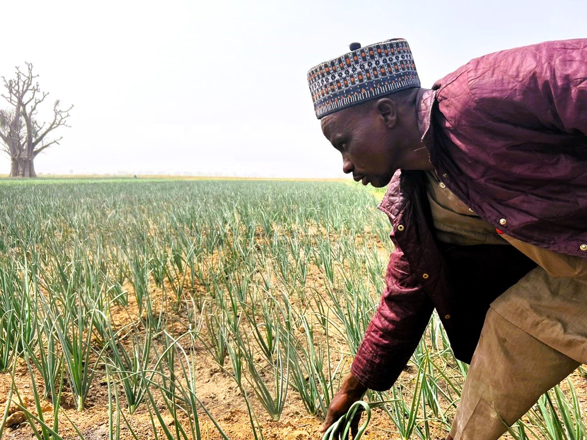 NigeriaSasakawa's tweet photo. Helping #SHFs adopt GAPs & RA practices, store onions & reduce waste with the Artificially Aerated Onion Storage Technology.
Funded by the @isdb_group & @LLF_fund, we're building a brighter future for Kano's onion farmers through the @KanoPastoral.
#FoodSecurity #vegetables https://t.co/b9SCpl58ho