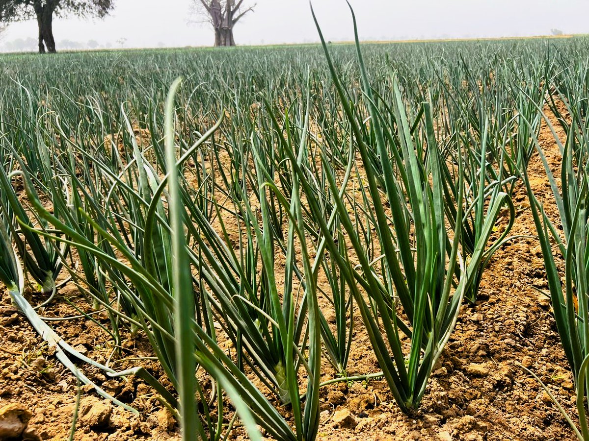 NigeriaSasakawa's tweet photo. Helping #SHFs adopt GAPs & RA practices, store onions & reduce waste with the Artificially Aerated Onion Storage Technology.
Funded by the @isdb_group & @LLF_fund, we're building a brighter future for Kano's onion farmers through the @KanoPastoral.
#FoodSecurity #vegetables https://t.co/b9SCpl58ho