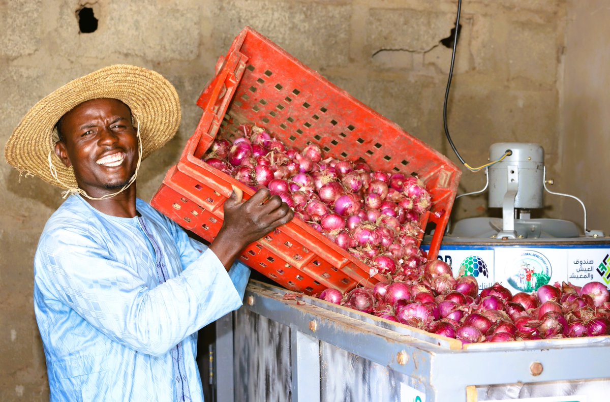 NigeriaSasakawa's tweet photo. Helping #SHFs adopt GAPs & RA practices, store onions & reduce waste with the Artificially Aerated Onion Storage Technology.
Funded by the @isdb_group & @LLF_fund, we're building a brighter future for Kano's onion farmers through the @KanoPastoral.
#FoodSecurity #vegetables https://t.co/b9SCpl58ho