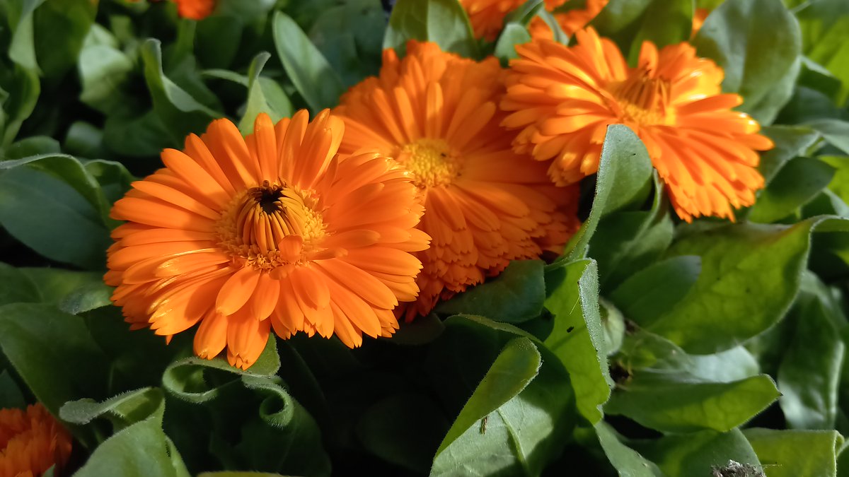 MarioPaisajista's tweet photo. https://t.co/QnRmNv3etM
En casa mi abuela siempre las llamo Maravillas... por algo sería...
#calendula #calendulaofficinalis #planta #plant #garden #gardening #jardineria #jardim #giardino #garten #tuin #diseñodejardines #paisajismo #ingenieroagricola #jardin https://t.co/dTITlwCBJf