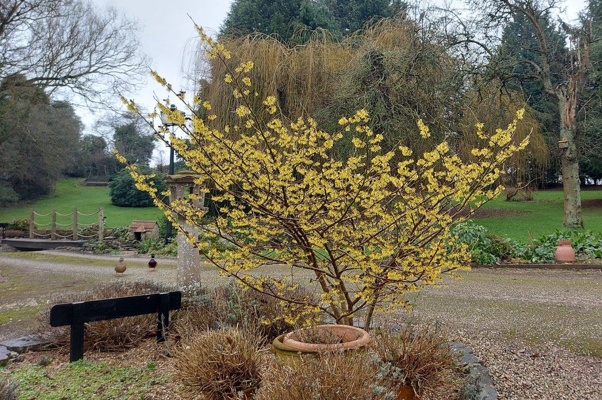 Mr and Mrs Quack coming over to check out our beautiful Witch Hazel,