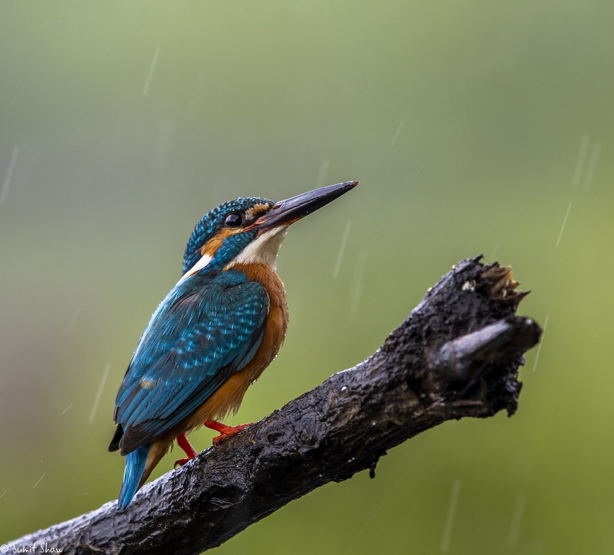 i_Birde_LLP's tweet photo. Common Kingfisher - Male
#BirdsWithCatchOne #titlituesday  #IndiAves #BBCWildlifePOTD #natgeoindia #SonyAlpha #ThePhotoHour #BirdsOfTwitter #BirdsWithCatch #BIRDSTORY @CanonUKandIE @Canon_India @IndiAves @WildlifeMag https://t.co/XKXc8rh8F0