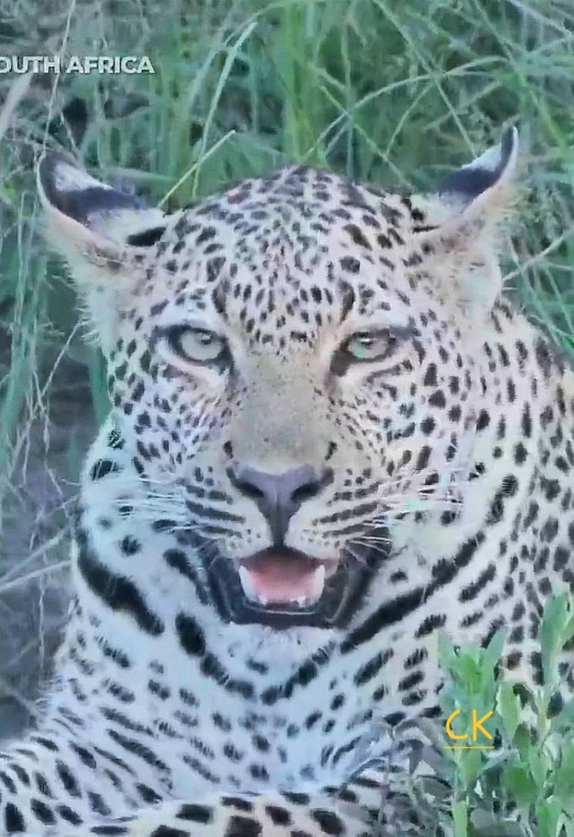 I am enjoying taking in all the things that make this boy unique. Unlike Maribye he has unfurnished ears 🤭#wildearth