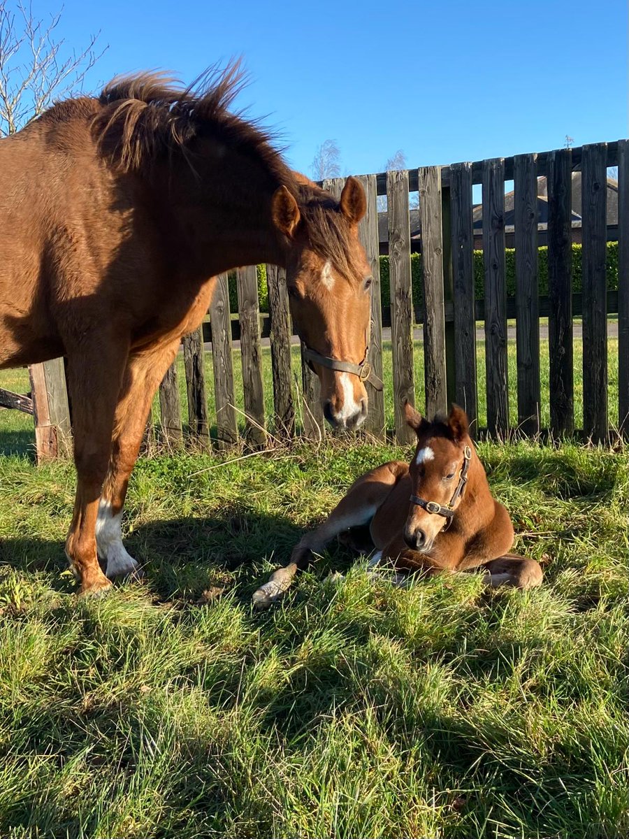 newsellspark's tweet photo. Waldfabel (Frankel) producing a filly by Wootton Bassett @Coolmorestud. From the great ‘W’ family, half-sister to Classic winner Masked Marvel & Waldlerche, dam of Gr.1 Arc winner Waldgeist.
Only another 80 foals to go!
#Newsellsbred #FirstFoals #RPFoalGallery @rpbloodstock https://t.co/uarYEj8euw