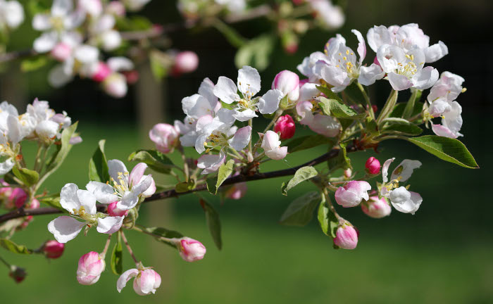 We are delighted to be joining <a href="/PTES/">People's Trust for Endangered Species</a> and <a href="/UK_Orch_Network/">UK Orchard Network</a> to promote #OrchardBlossomDay 2024 in Scotland, around the last week in April, or when the blossom is at its best. Register your event at ptes.org/orchard-blosso…. 
orchardrevival.org.uk/blossom-day-20…