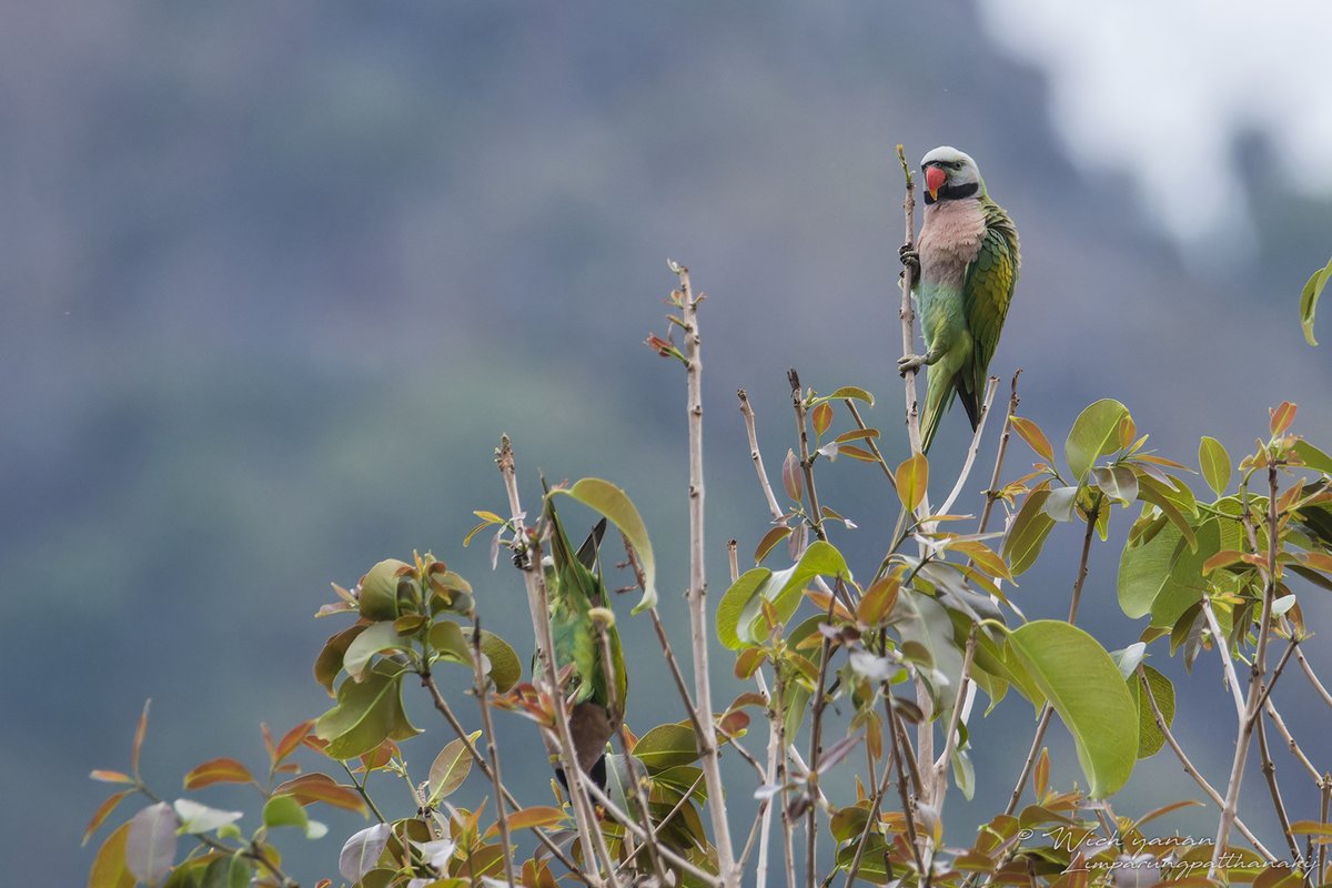 Wich’yanan L 🐍 ||| (@jayshrike) on Twitter photo Colourful non-passerines from Khao Yai on <a href="/Birdfinders/">Vaughan Ashby</a> × NatureTrails #tour 2024
#birdphotography #birding #birdwatching #beautifulnature #birds #NaturePhotography #NatureBeauty #TwitterNaturePhotography #TwitterNatureCommunity #wildlifephotography #wildlife #NaturalBeauty #Aves Colourful non-passerines from Khao Yai on <a href="/Birdfinders/">Vaughan Ashby</a> × NatureTrails #tour 2024
#birdphotography #birding #birdwatching #beautifulnature #birds #NaturePhotography #NatureBeauty #TwitterNaturePhotography #TwitterNatureCommunity #wildlifephotography #wildlife #NaturalBeauty #Aves