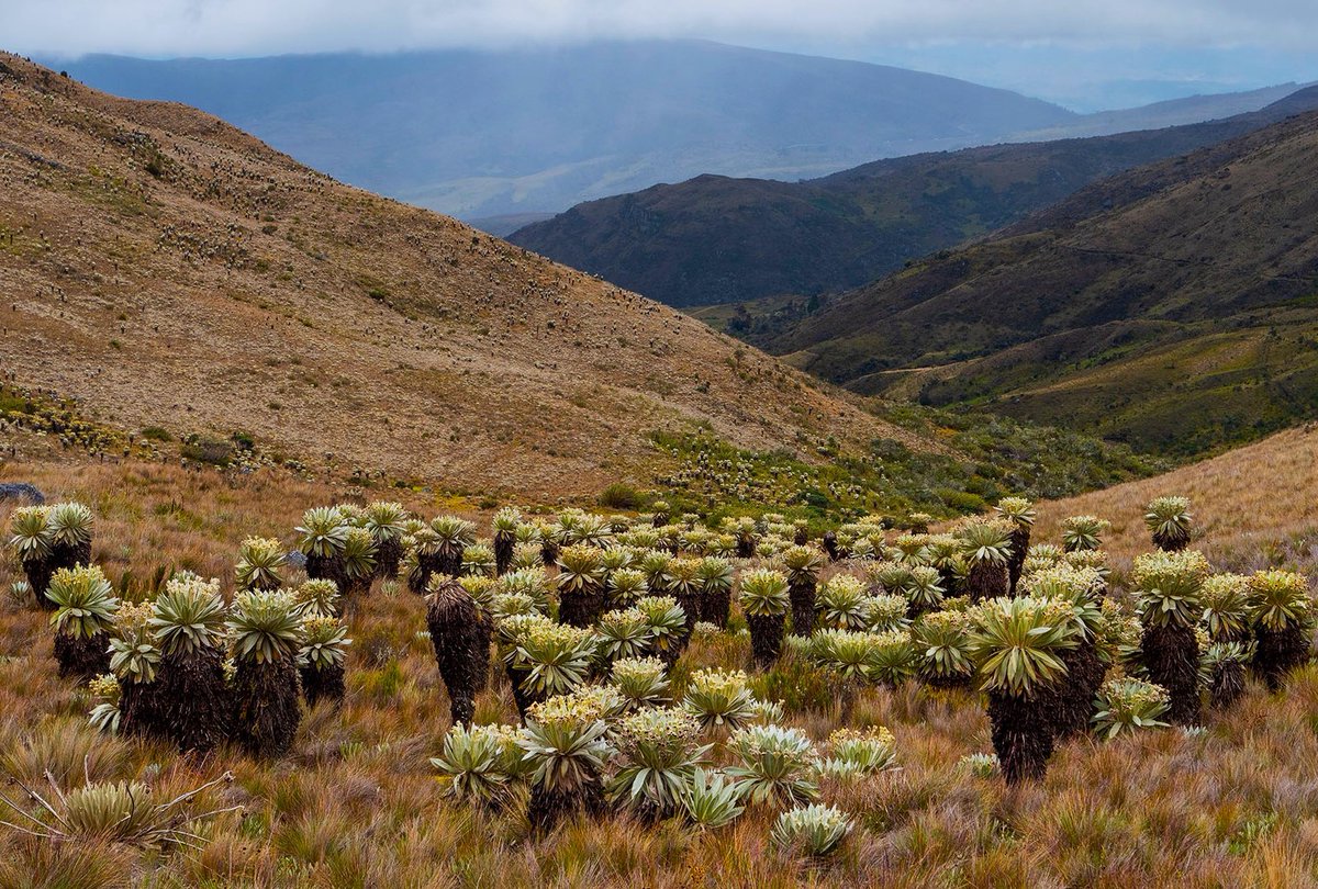 Karolina Argote tweet media