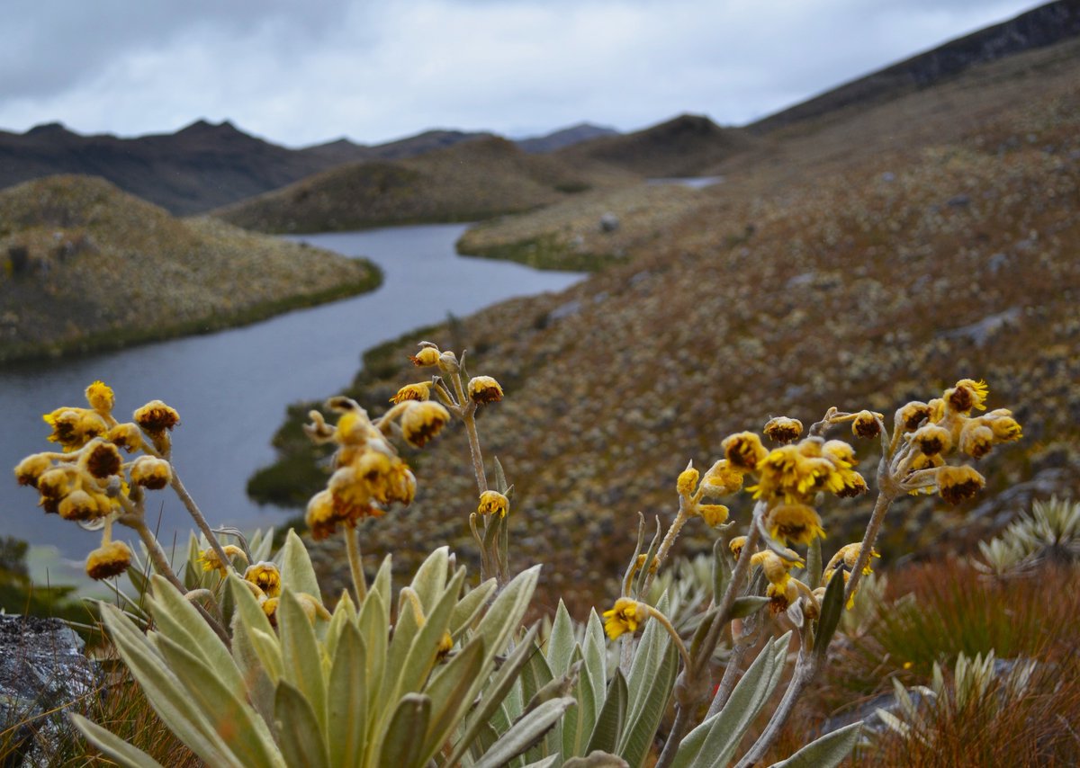 Karolina Argote tweet media