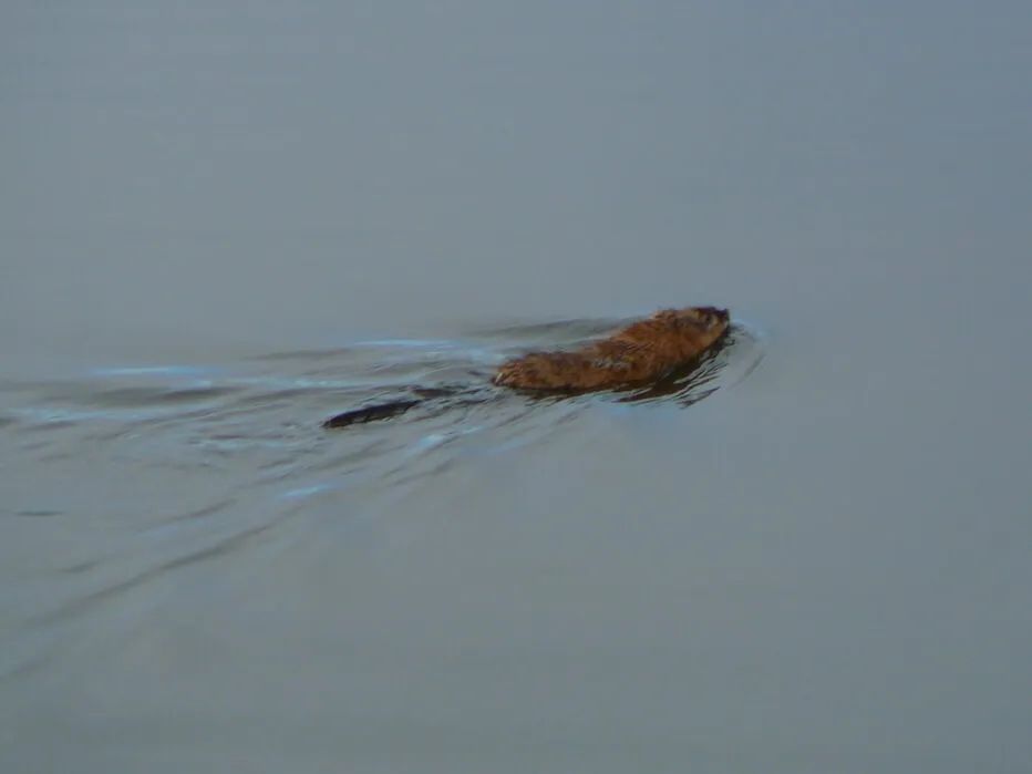 BoulderCountyOS's tweet photo. Muskrats stay active year-round and unlike the beaver they do not cache food for the winter. Muskrats utilize heterothermia so that their tails and feet have a much lower temperature than their main body (and thereby organs) in order to conserve energy. #BoCoParks https://t.co/xQgexFt9H4