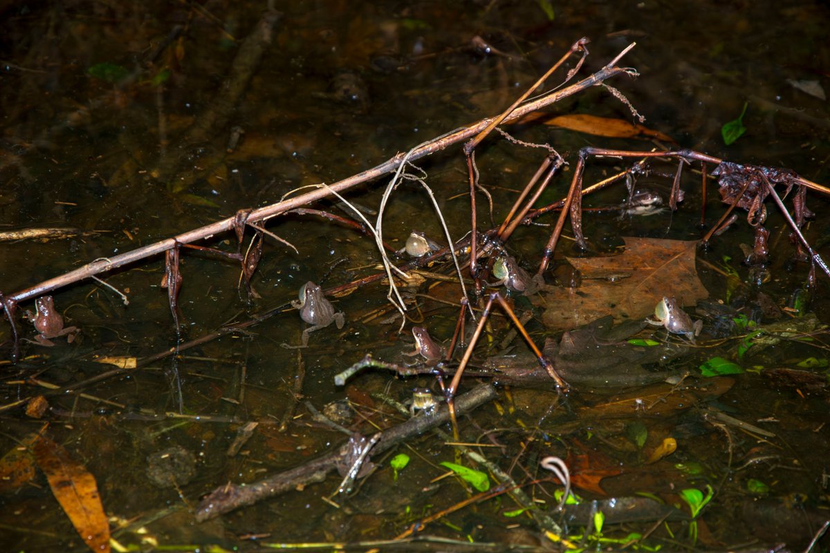 UGASREL's tweet photo. 🐸Southern Chorus Frogs (Pseudacris nigrita) are currently breeding📣 

During breeding season, males will gather in shallow water and call out to females in hopes of finding a mate. Have you ever heard the call of a Southern Chorus Frog? 

#southernchorusfrog #amphibians #srel https://t.co/CS8nOxzOZU