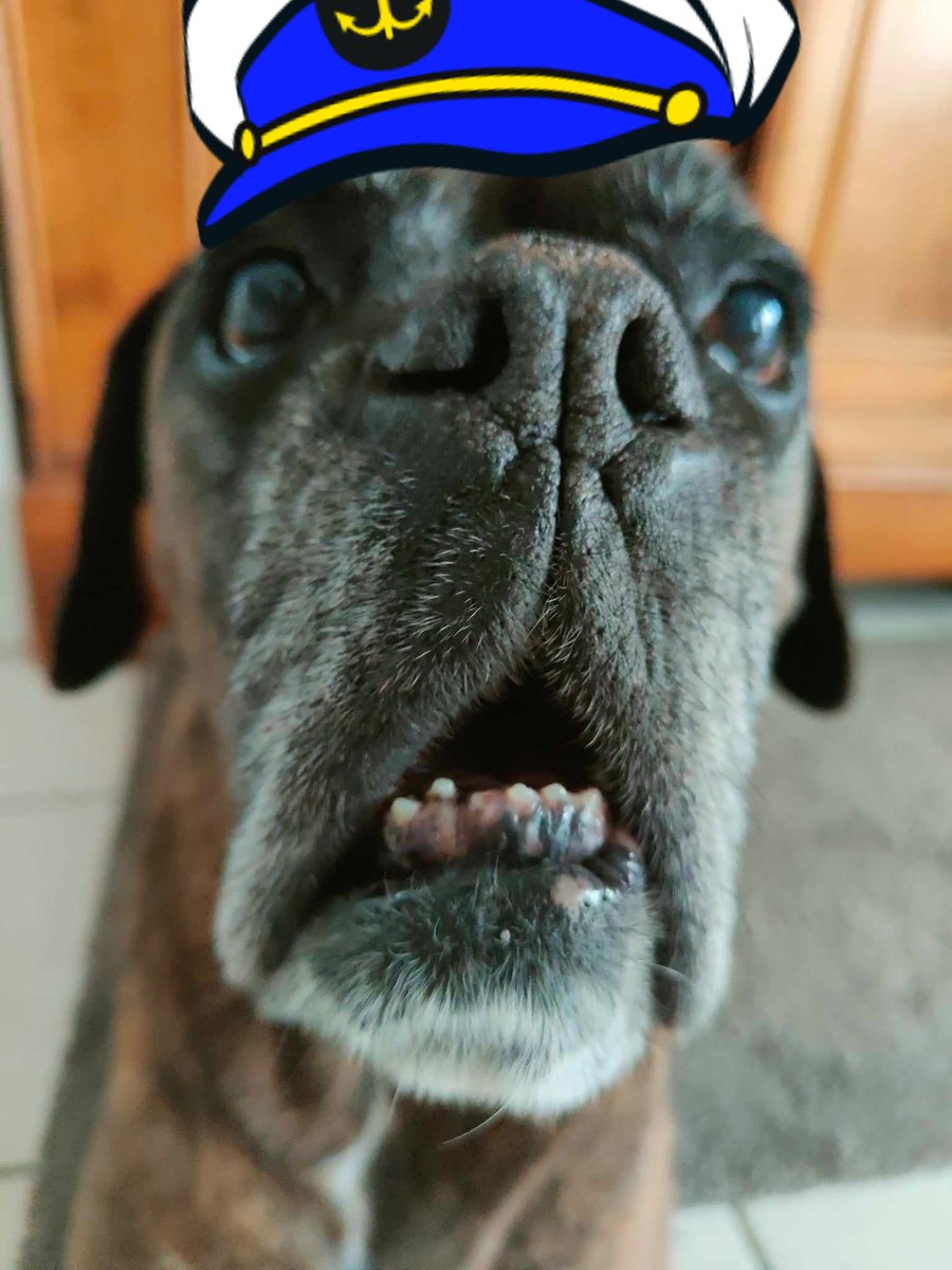 GaelleNC's tweet photo. Here's James.
He's a fan.
#SaveOFMD 
#SaveOurCrew 
#PetsForPirates https://t.co/yzTrNBEHn6