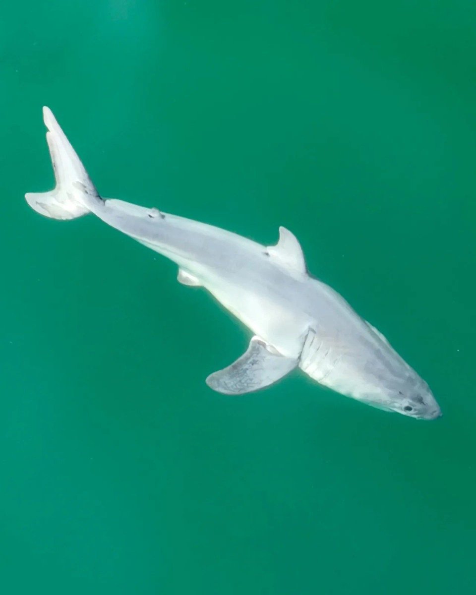 For those in the #sharkscience world... this is HUGE. Drone Footage Reveals Newborn Great White Shark: buff.ly/3OpmOIx