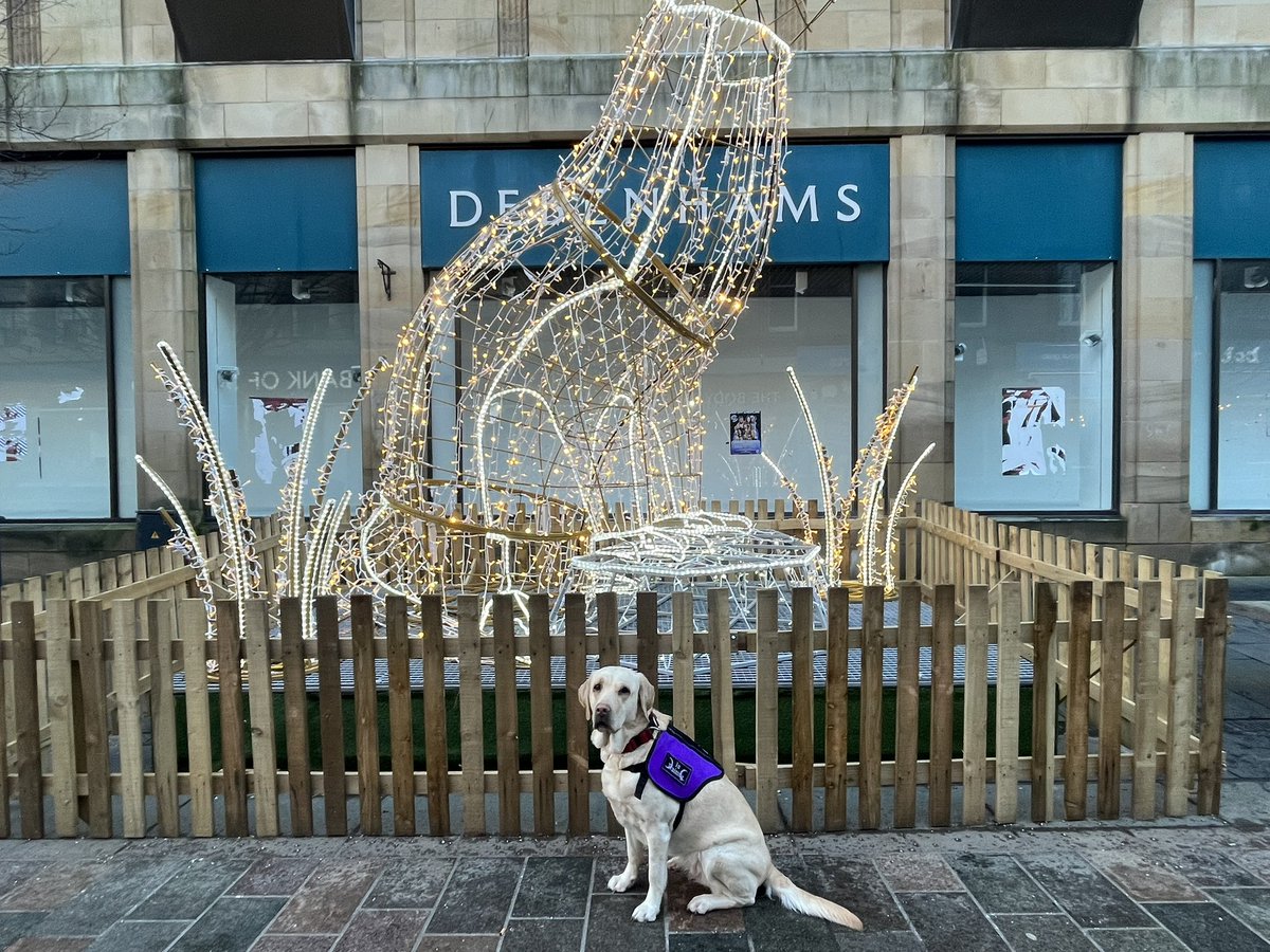 AssistingAstrid's tweet photo. Words can’t explain how proud I am of my dog. She accompanied me to my appointment at Perth Royal Infirmary today, she was brilliant. Now she’s having a well deserved snooze on the train home. Well done pup. ❤️ https://t.co/lMwLpfhDja