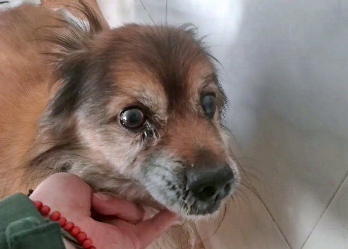 Le conoces??? ¿Sabes de quién es???

Perrito abuelo encontrado, por el "Burguer King" de Ibi, #Alicante.
Es mayor.

Si alguien lo reconoce o tiene alguna info... El peque está en la protectora.
965 55 12 14