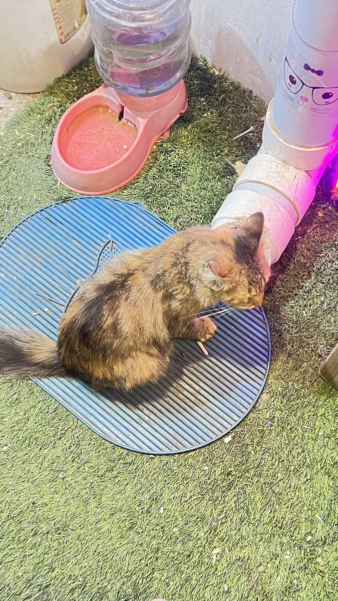 غرام tweet media