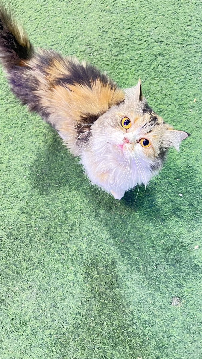 غرام tweet media