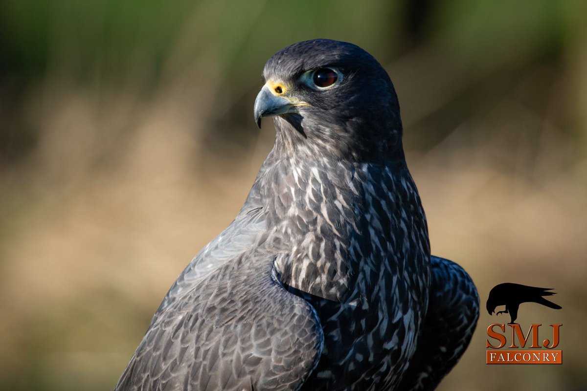The winter sunlight truly showcases the stunning beauty of Bandit, one of our hybrid Falcons.