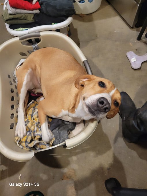 @TomChristianCB  Today, Penny discovered laundry baskets.. Weirdest cat I've ever owned.. https://t.<a class="tags" href="/tag/tomchristiancb">@tomchristiancb</a><a href="/tag/hotmombod"class="tags"><span>#hotmombod</span></a>
